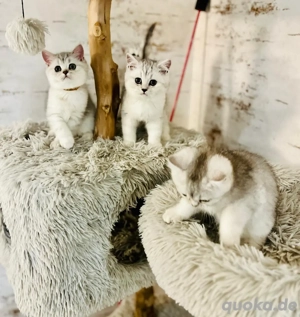 reinrassige Bkh Kitten