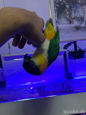 Handzahme grünzügelpapagei