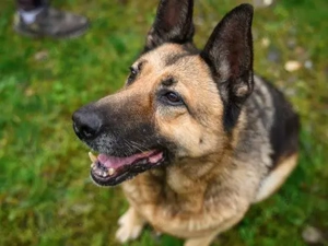 Wer schenkt Baron das Happy-End ?			