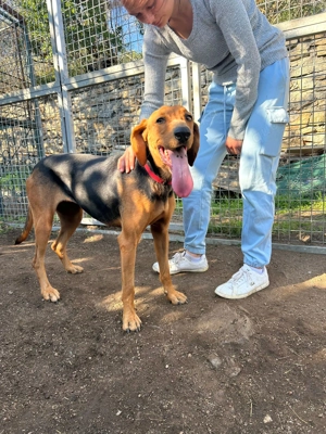 Zuhause oder Pflegestelle gesucht für Kirki