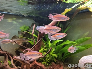 8 Kongosalmler abzugeben