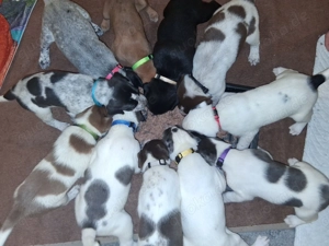 8 von 11 Welpen suchen noch ein neues Zuhause 