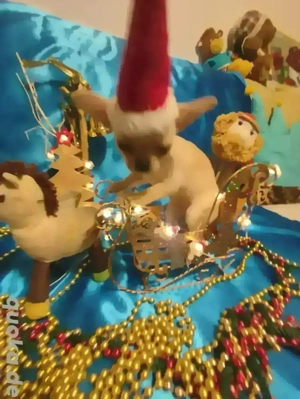 Chihuahua-Welpe (weiblich) zu verkaufen