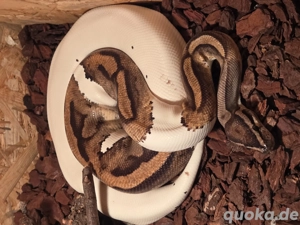 Python regius (Piebald) weibchen