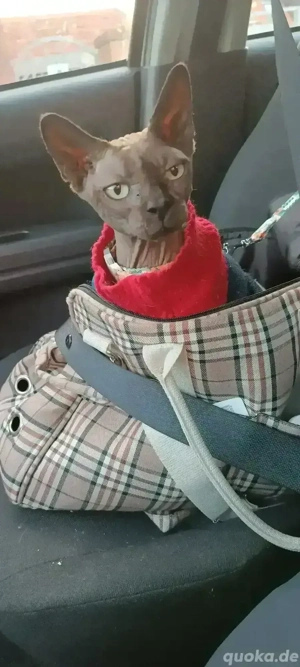 Canadian Sphynx Kater 