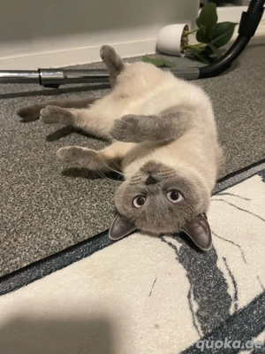 BKH blau point katze