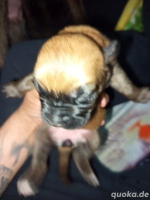 noch 3 Wunderschöne molloserwelpen suchen noch ein schönes Zuhause 