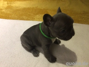 Französische Bulldoggen Bild 2