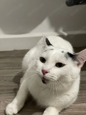  Eine weiße Katze (1 Jahr alt) zusammen mit einem gut erhaltenen Kratzbaum