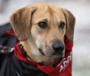 Zuhause gesucht für Grace