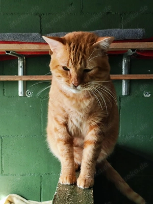 Clarito sucht sein Zuhause - FIV positiv Bild 3