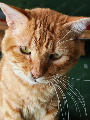 Clarito sucht sein Zuhause - FIV positiv Bild 4