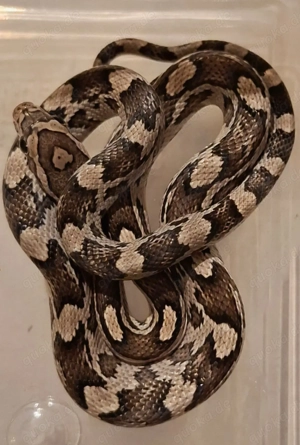 Kornnatter-Jungtiere 2025 abzugeben