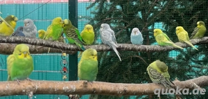 Wellensittich aus eigener Hobbyzucht