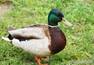 Wildenten, Stockenten, Erpel 