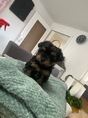 Baby yorkshire terrier