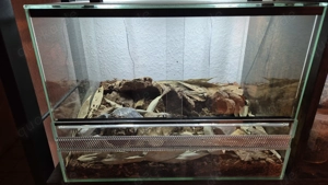 Euscorpius Italicus ( Skorpione)1.1 inkl Terrarium 