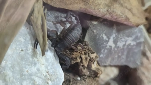 Euscorpius Italicus ( Skorpione)1.1 