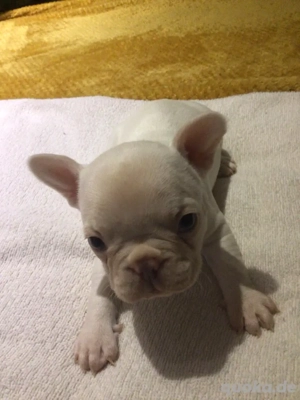 Französische Bulldoggen Bild 4