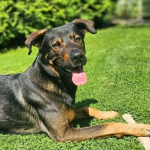 Loki - ein potentieller Sportler 