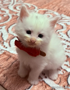 Wunderschöne Maine Coon Babys, die Ihr Herz erobern!