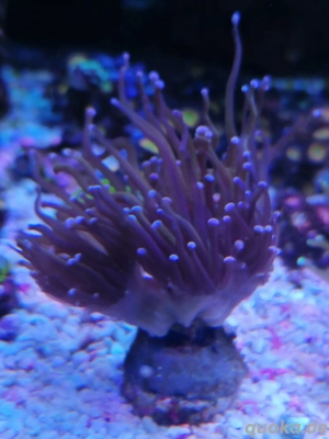 Meerwasser Korallen Euphyllia 