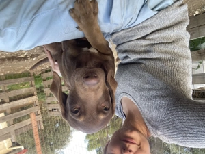 -Reserviert- Zuhause oder Pflegestelle gesucht für Bruno