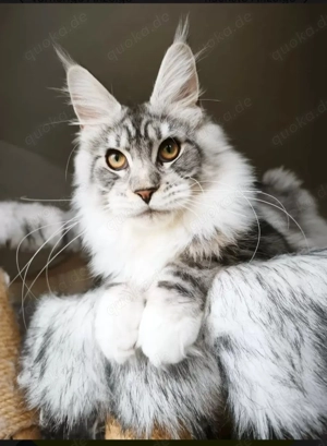 Maine Coon Kater m. Stammbaum 
