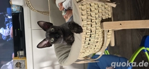 canadische sphynx kater 