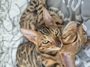 Bengal Kater 