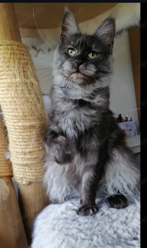 Jr. Champion Maine Coon Kätzin m. Stammbaum sucht Zuhause 