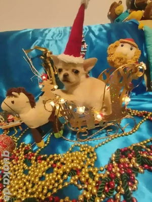 Chihuahua-Welpe (weiblich) zu verkaufen