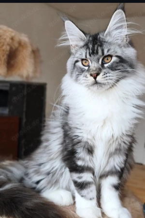 Maine Coon Kätzin m. WCF Stammbaum, Champion Elterntiere 