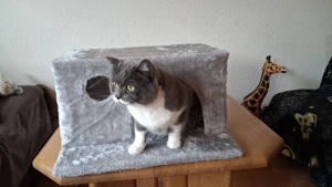 Einzelprinzessin abzugeben