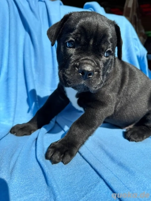 Cane Corso Welpen stehen zur Adoption bereit.