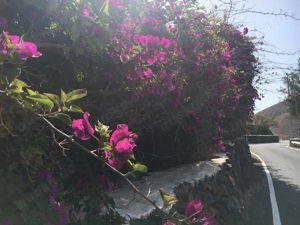 Domina dominiert dominadora domenatrx