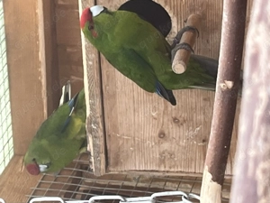 Ein Paar Ziegensittiche naturfarben abzugeben