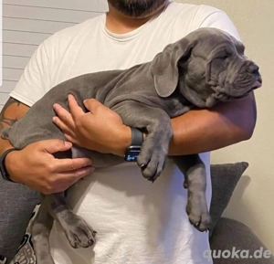 Entzückende Cane-Corso-Welpen suchen ein Zuhause für immer  