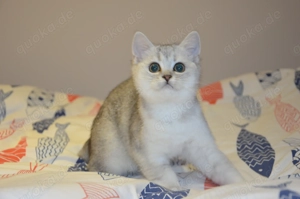 Wunderschöne BKH Silver Shaded Babykatzen 