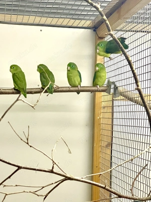 Augenringsperlingspapageien 