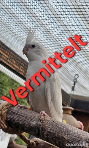 Junge Nymphensittiche aus liebevoller Naturbrut   bald abgabebereit Bild 4