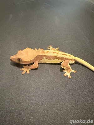 Kronengecko Correlophus Ciliatus