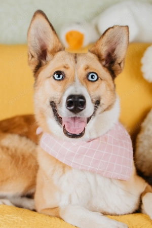 Mira - die lebendige Seele mit unerschöpflicher Neugierde sucht ihr Zuhause