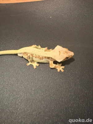 Kronengecko   Correlophus Ciliatus