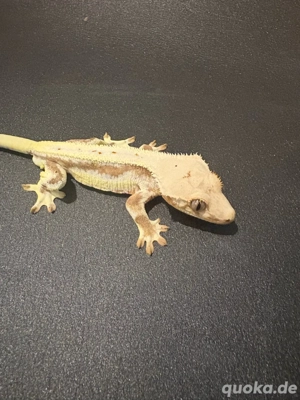 Kronengecko   Correlophus Ciliatus 