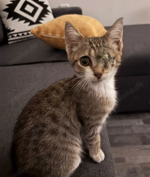 Piratenmädchen Cherry sucht ihre Familie oder Pflegestelle