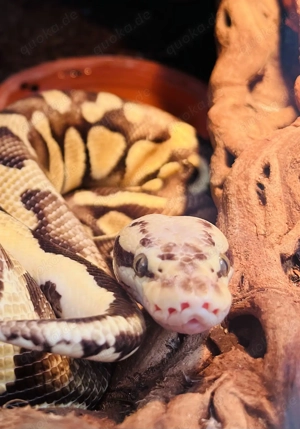 Königspython * ballpython * Schlange 