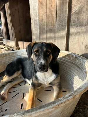 Zuhause oder Pflegestelle gesucht für Benno