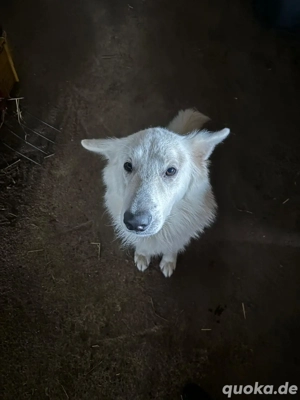 Deckrüde Schweizer Weisser Schäferhund