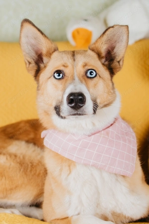 Mira - die unvergessliche Abenteurerin auf der Suche nach ihrem Traum-Zuhause